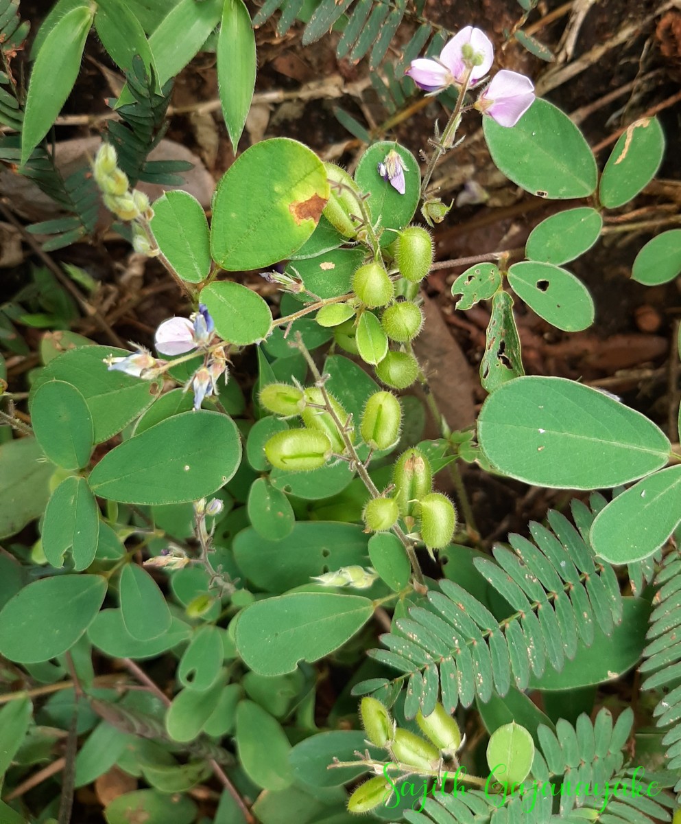 Pycnospora lutescens (Poir.) Schindl.